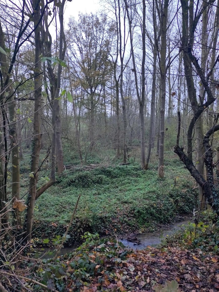 Parcelles boisées rachetées  par Natagora, à Mont-St-André, à proximité du Refuge naturel de la Petite Coyarde.