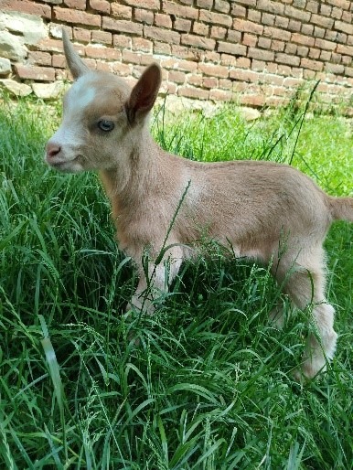 Au petit Happeau